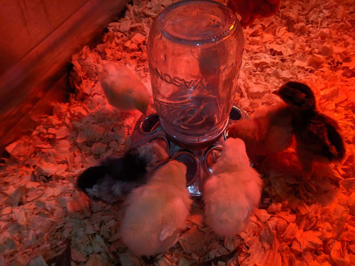 Baby-chicks
