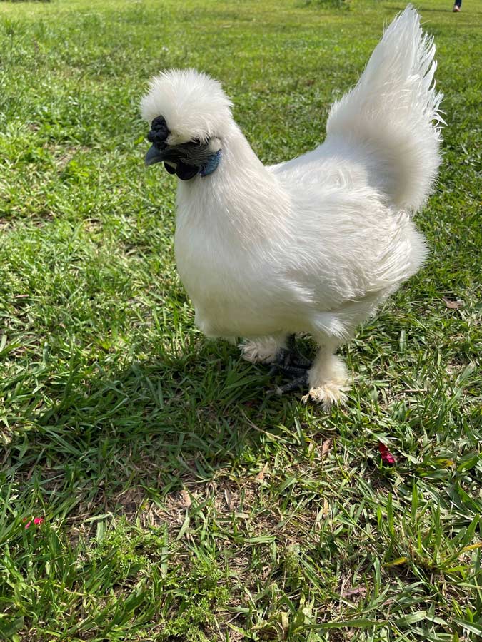 Chicken