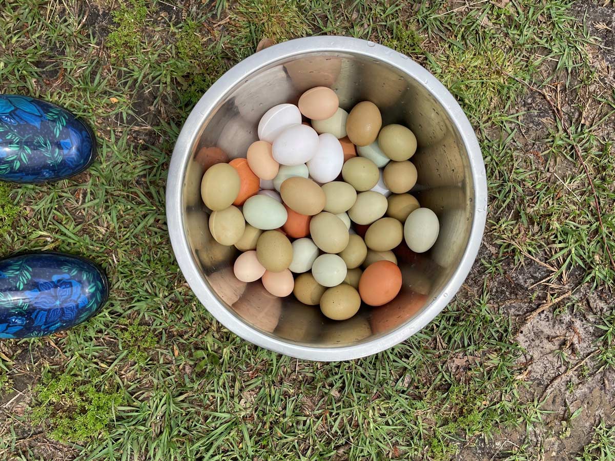 Eggs
