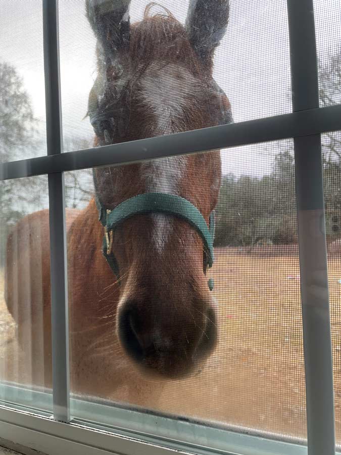 horse